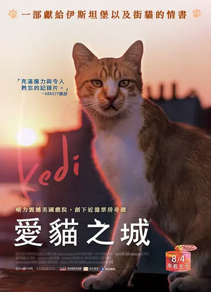 伊斯坦布尔的猫